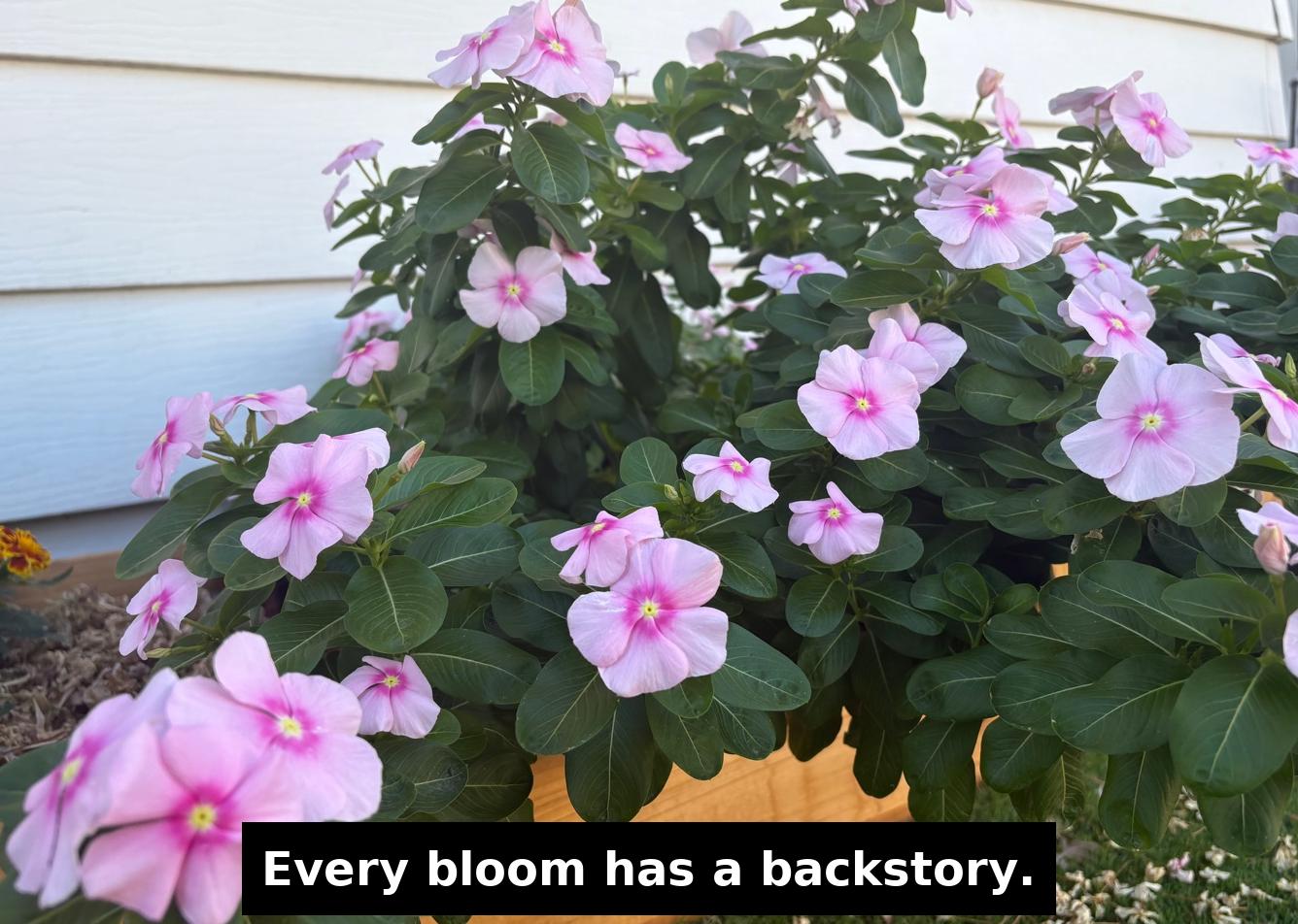 Light pink vinca blossoms spilling over a raised garden bed, their petals soft and serene against dark green foliage—symbolizing gentle growth and healing.