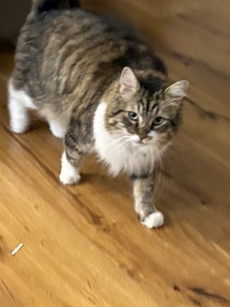 Cashmere, a fluffy tabby-and-white cat, looking up at the camera while standing on a wooden floor.