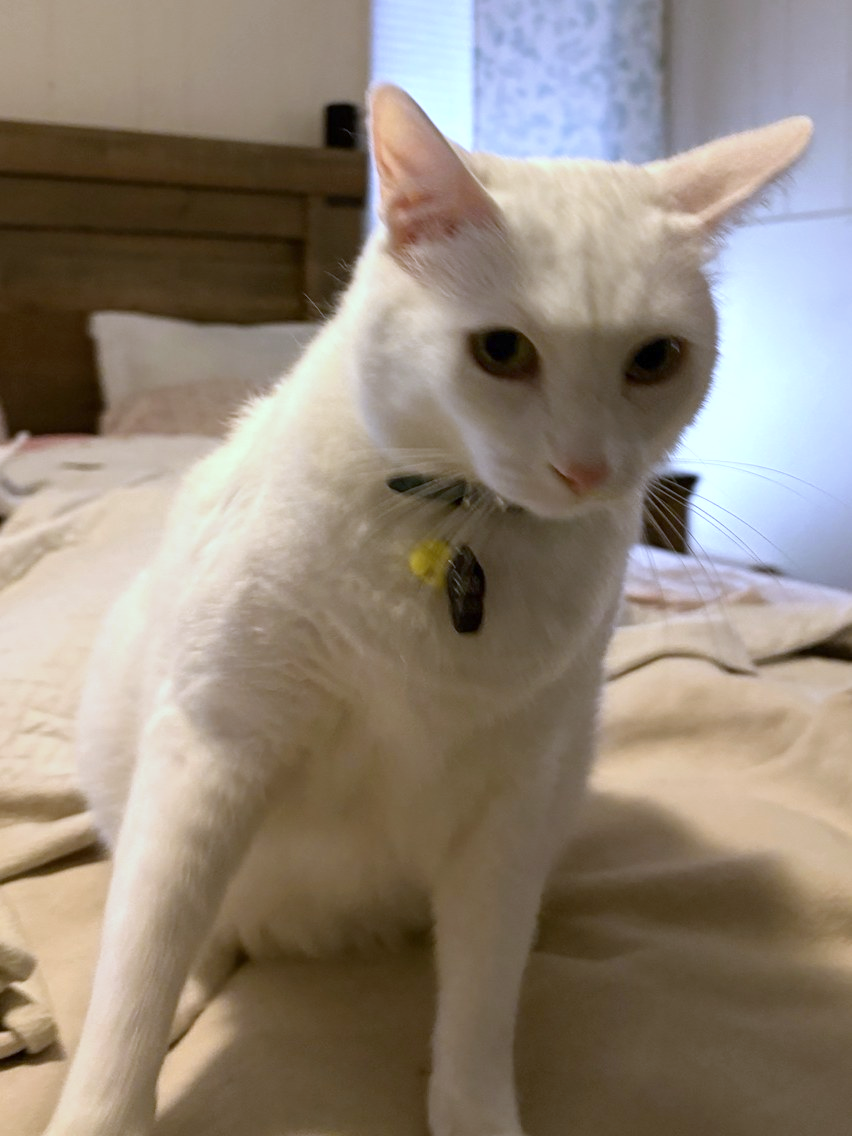Draco, a white cat wearing a collar, sitting on a rumpled bed and facing the camera in a cozy bedroom.