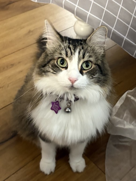 Satin, a fluffy tabby-and-white cat with green eyes, sitting on a wooden floor and looking up at the camera.