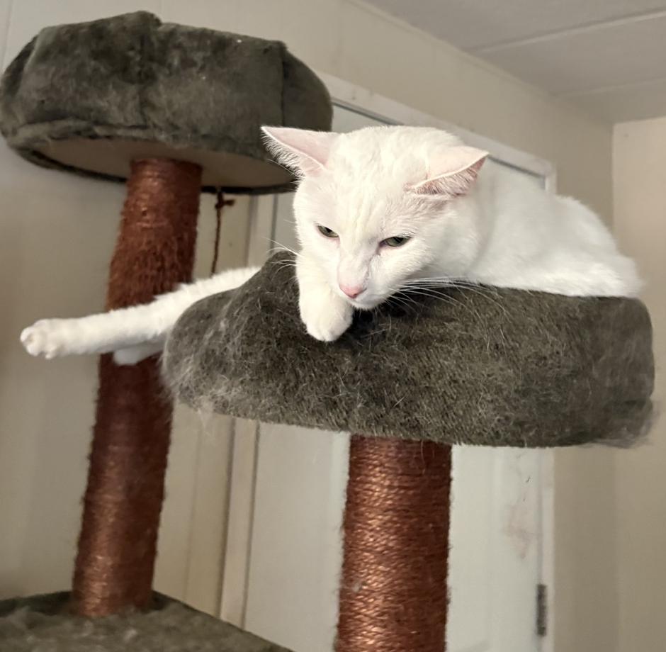 Suede, a white cat, relaxing on a gray carpeted cat tree with his face and front paw resting over the edge.